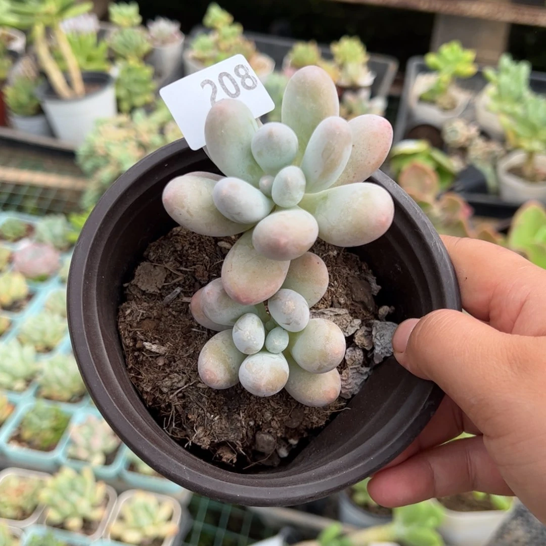 【闪购商品】汤圆。 208。11111111