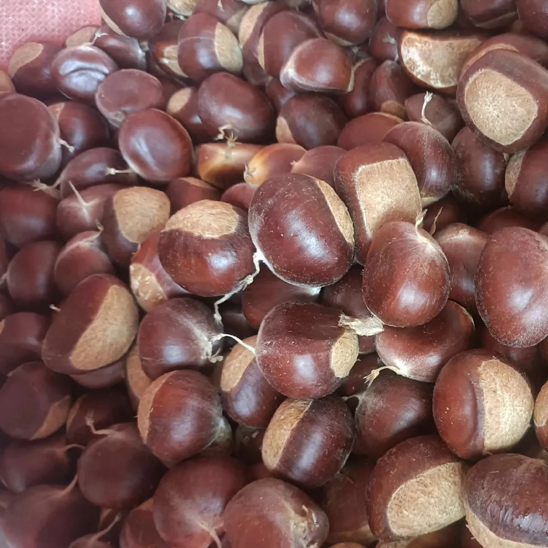 新鲜沂蒙山板栗现摘现发