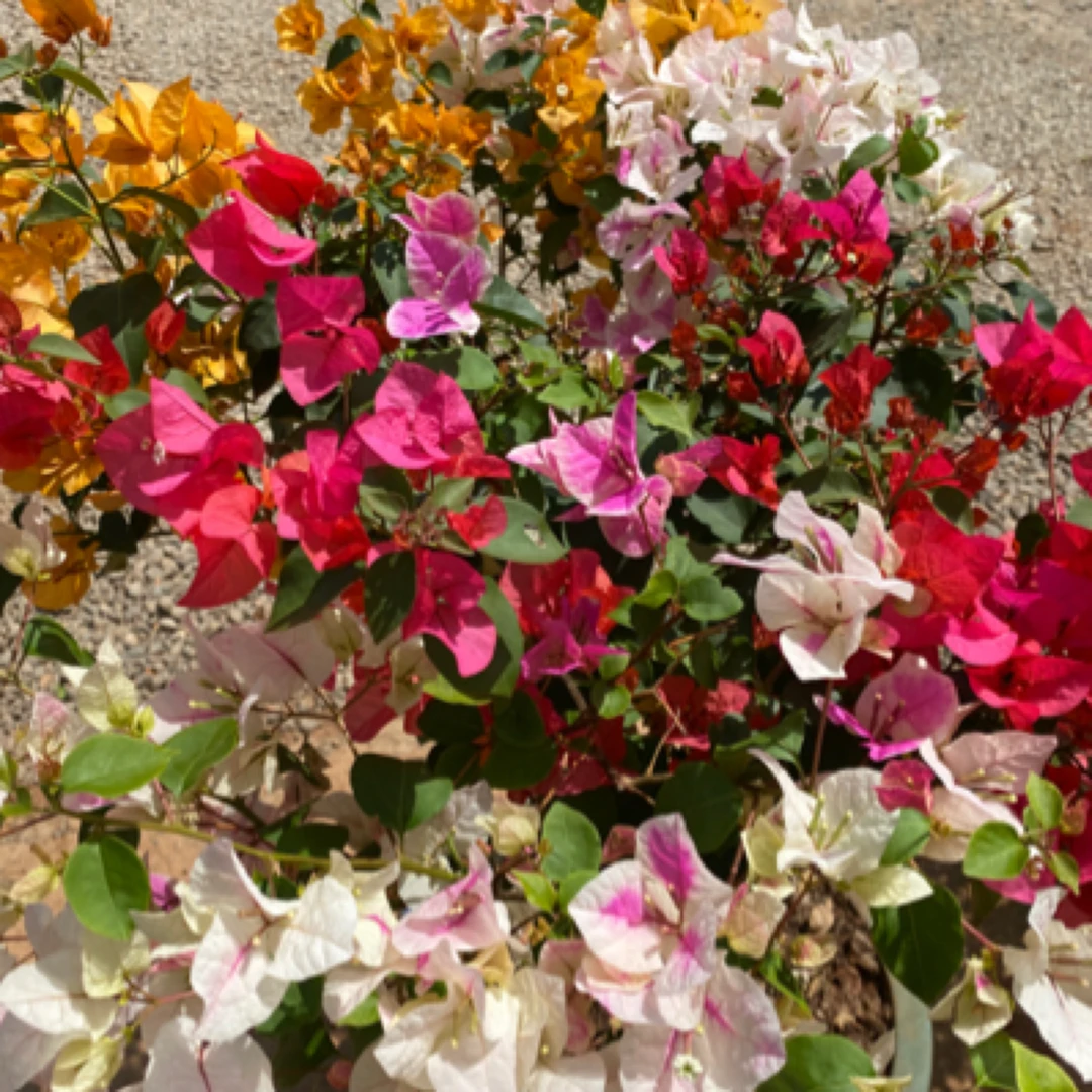 三角梅福利苗多色品种苗带穴盘发货根系发达（福利苗不包活）