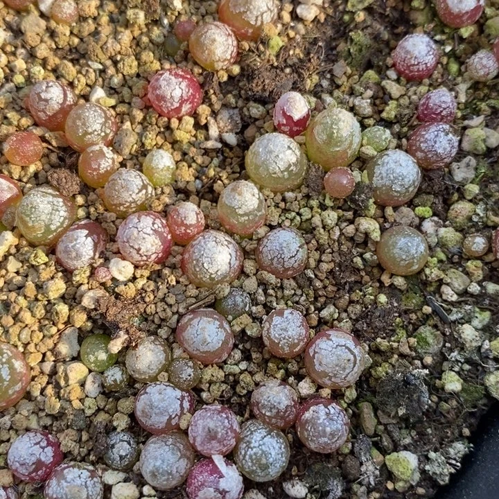 小灯泡2颗一组一组