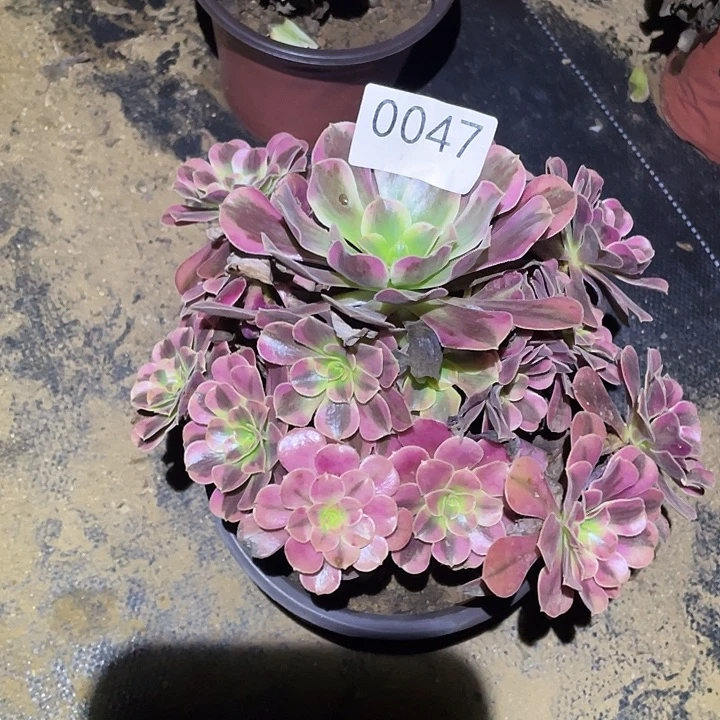 多肉植物法师47美杜莎