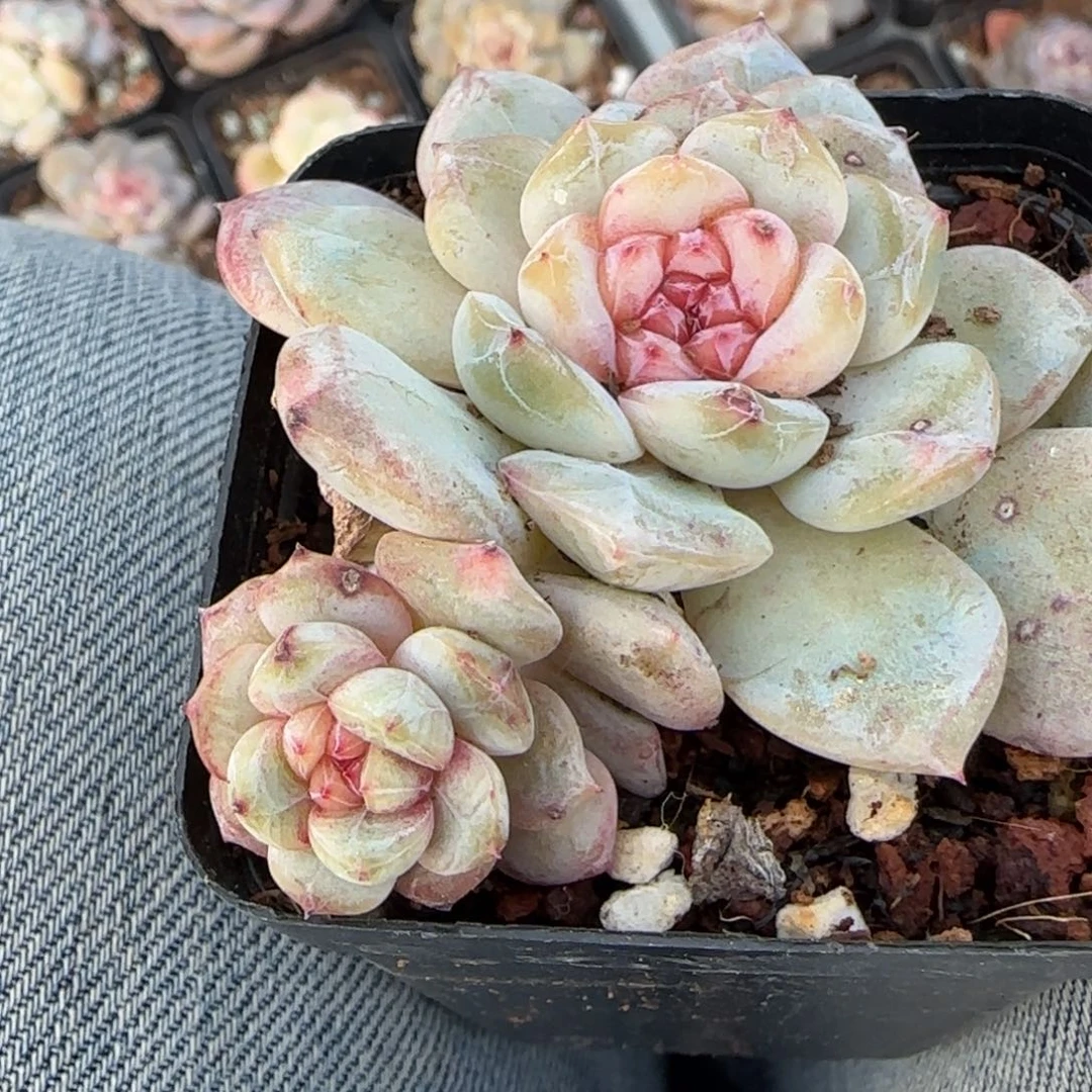 小卡拉米糖心一物一拍