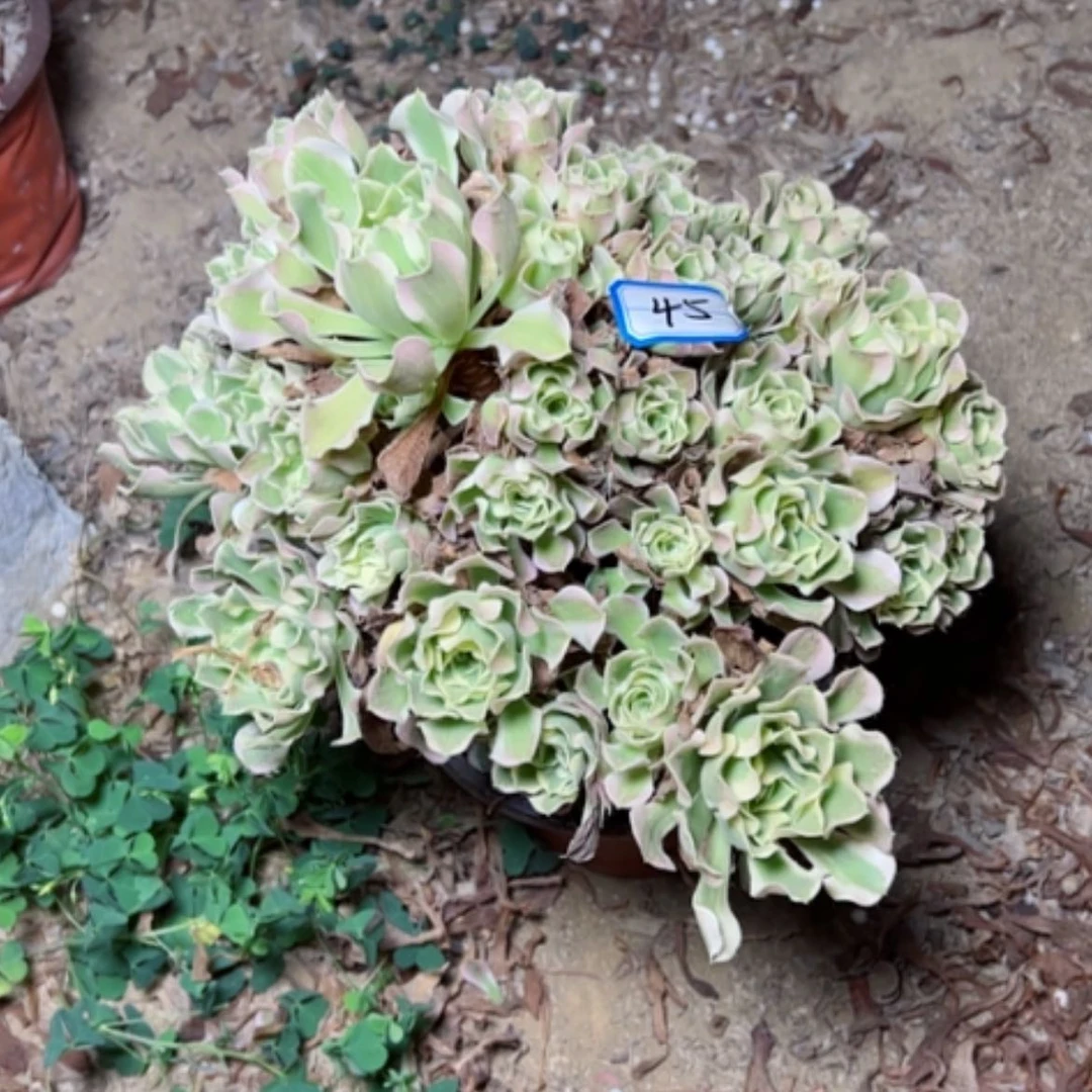 【闪购商品】苦*啡白凤45