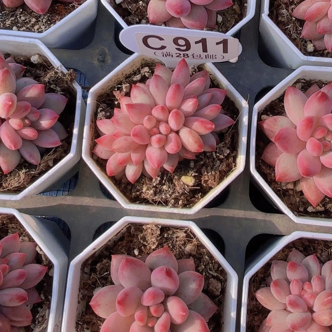 C911虞美人一物一拍