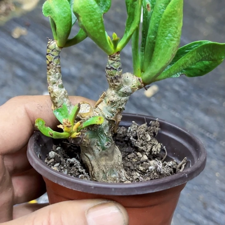 阿房宫生石花一物一图如图