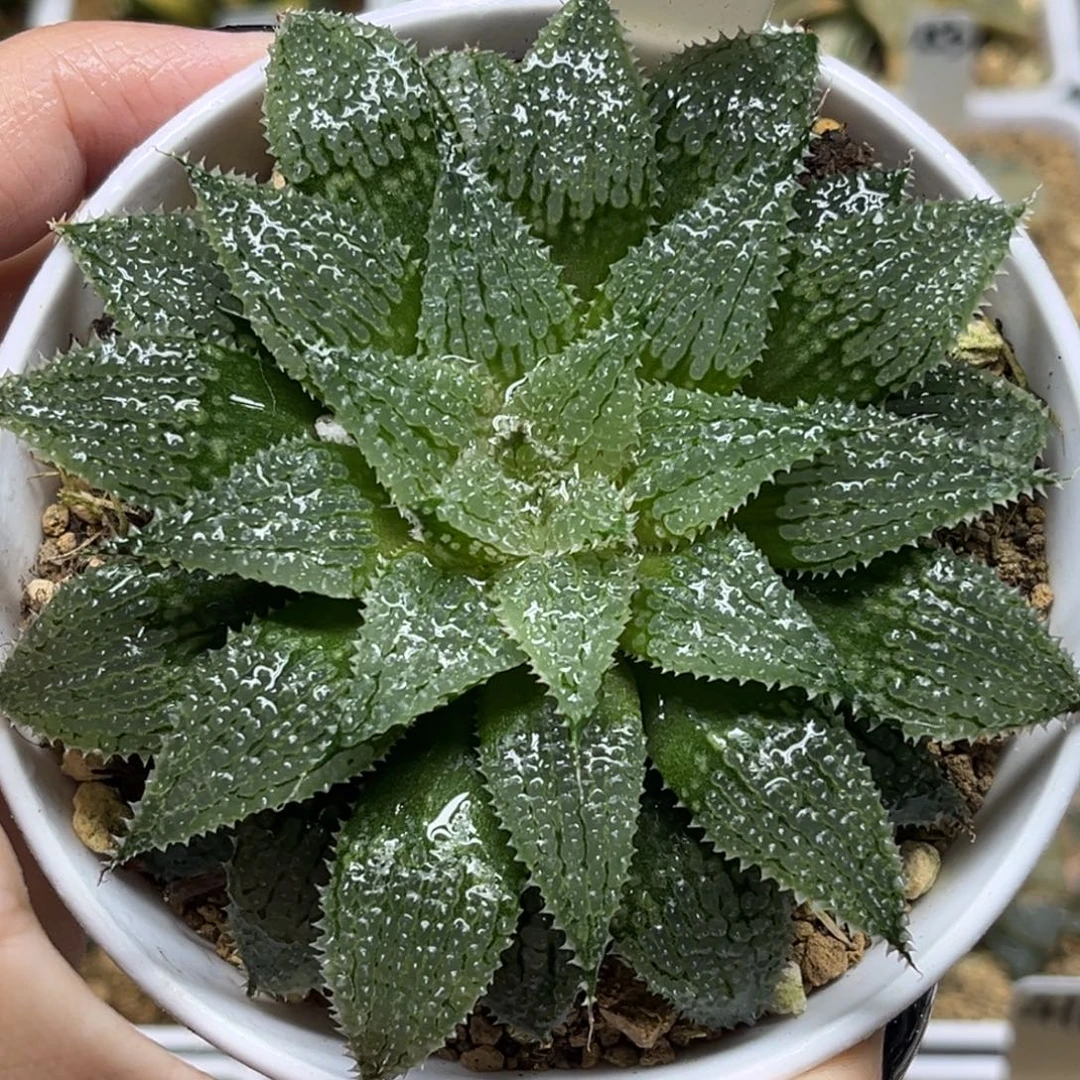 89莫瑞莎福利专场