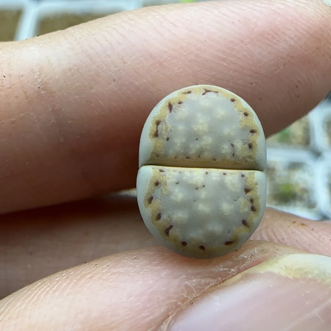 62二蜕金边饼干清框福利30包邮