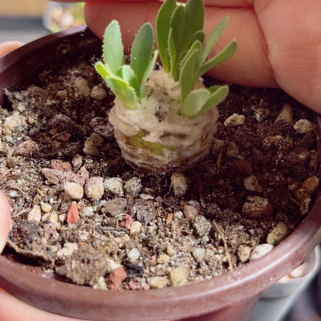 B716 一物一拍 厚墩菊