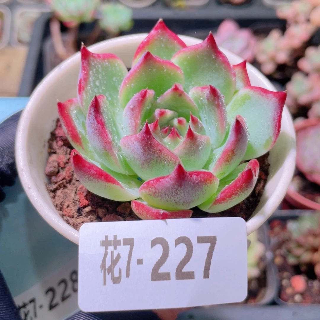 花利美7-227吉娃娃