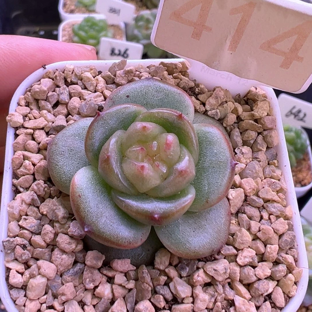 414号宽叶珍妮 晗雨多肉
