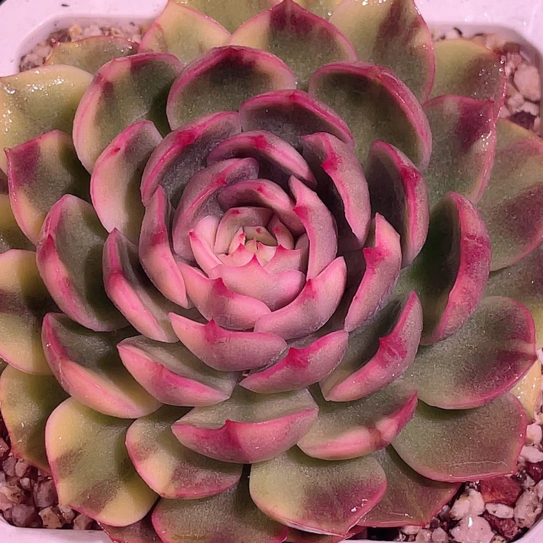 尚品园艺福利锦艾格利亚