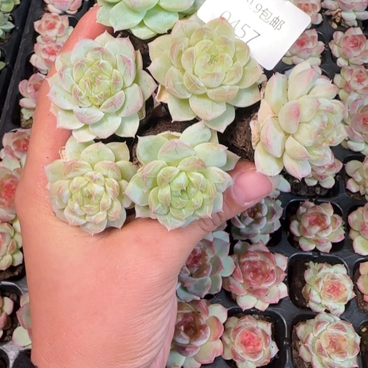 不知名珍妮白心的457号