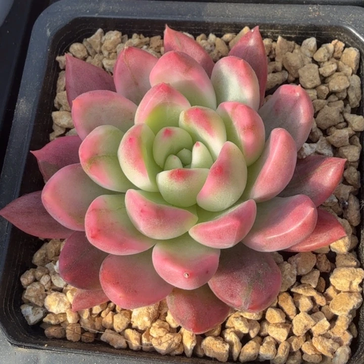 ****o珍妮锦腹轮锦模特