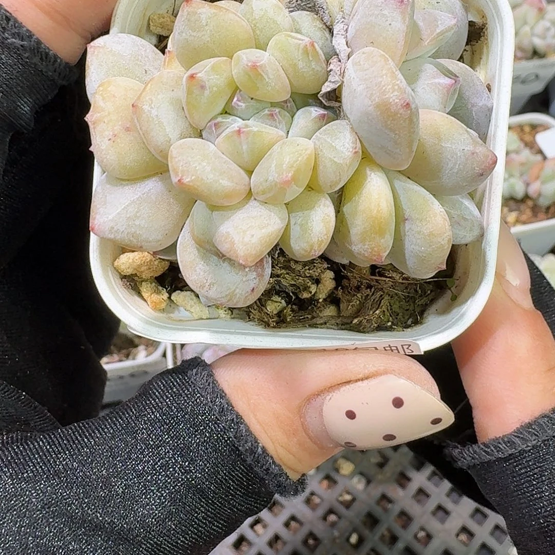 385 号到手1框江北多肉