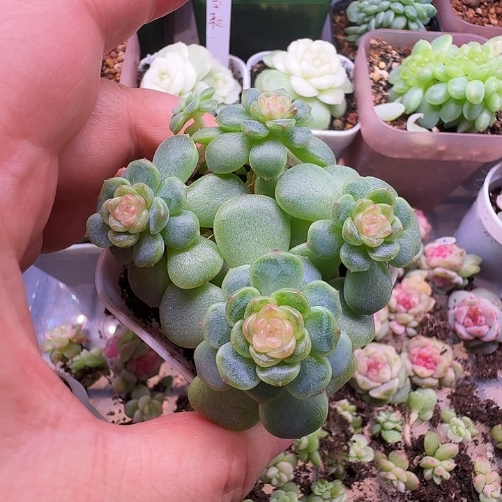 西米露4头福利朵朵