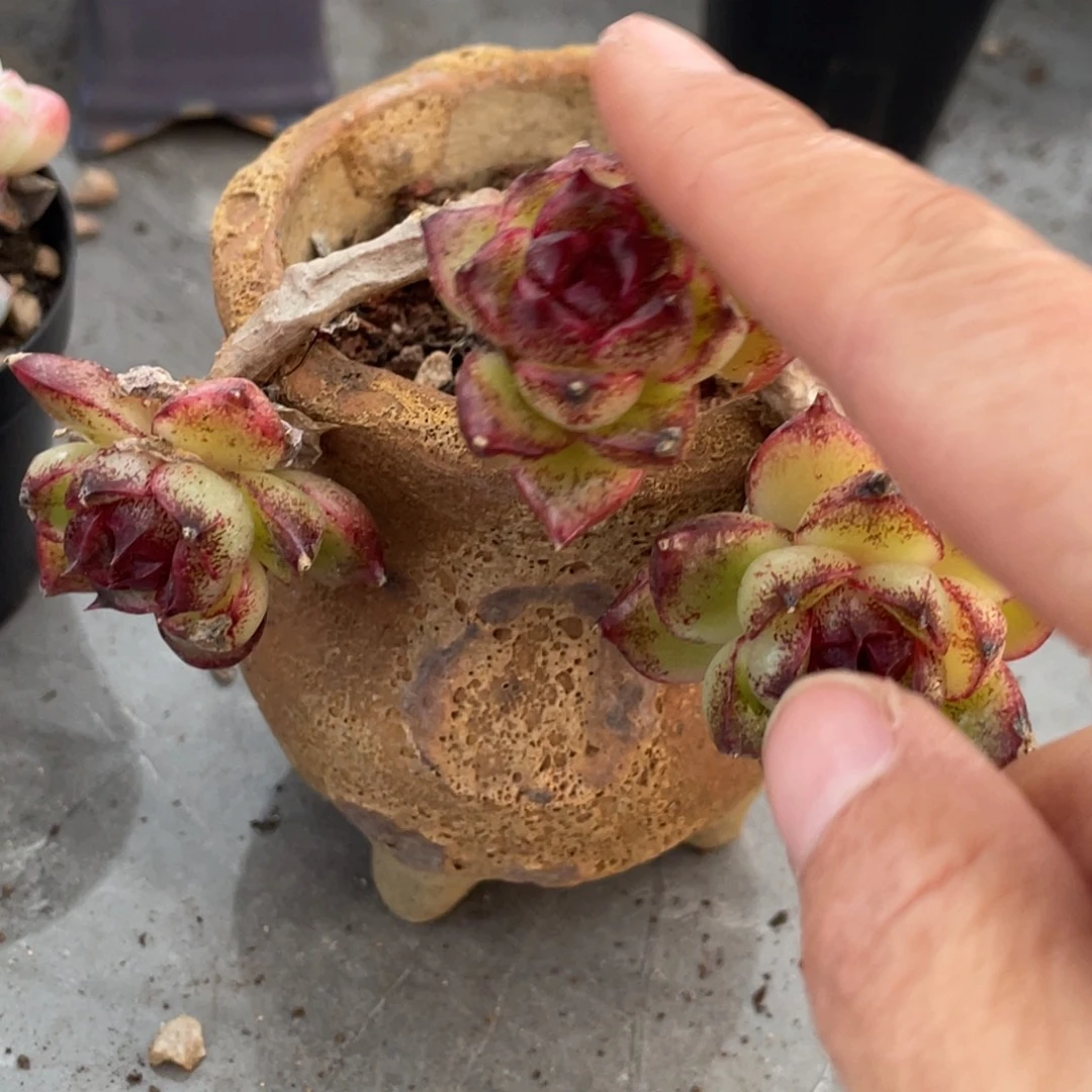 黑杂三头飘枝群生