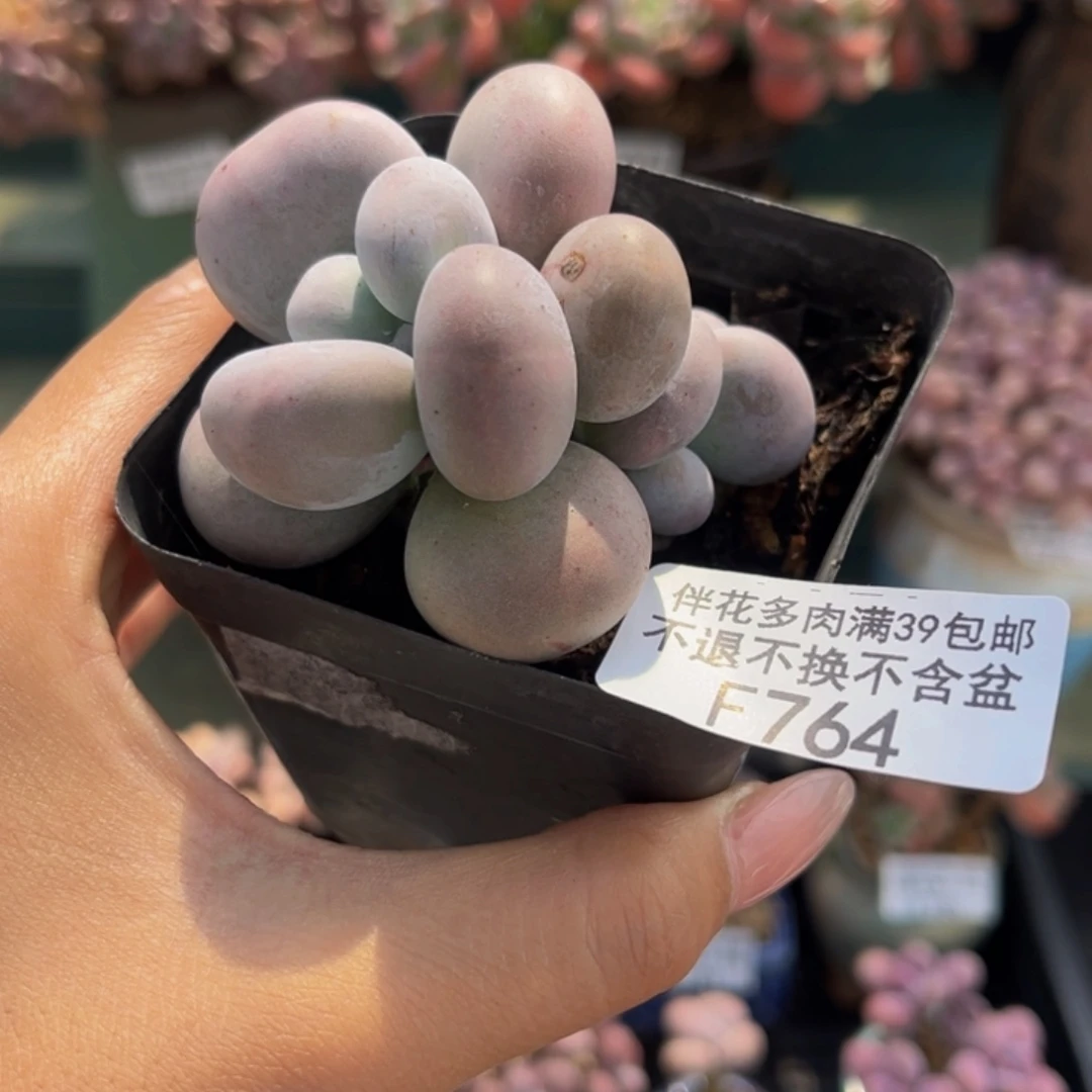 764-芭比奶多肉5cm
