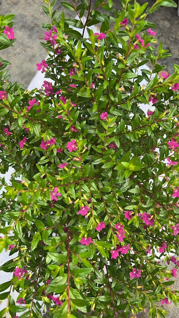 满天星四季开花小巧精致