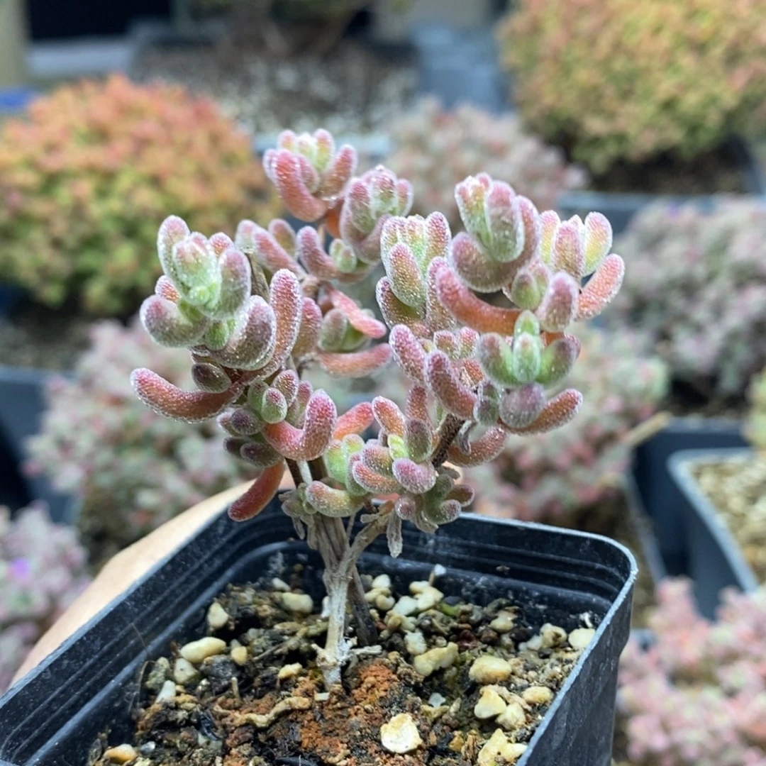 若***见冰晶杂5327枝干番杏