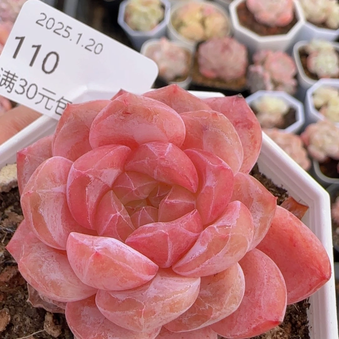 琥珀单头一颗脱土发货