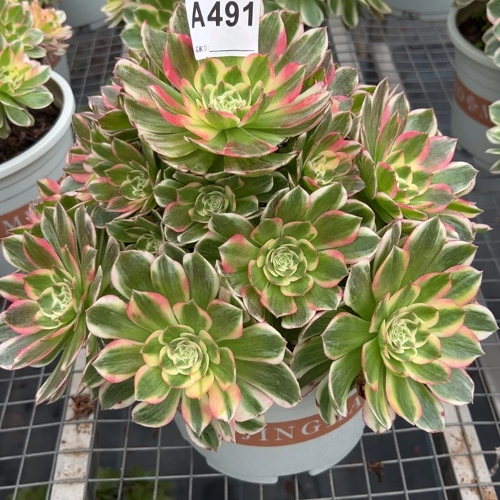 491海王28厘米左右