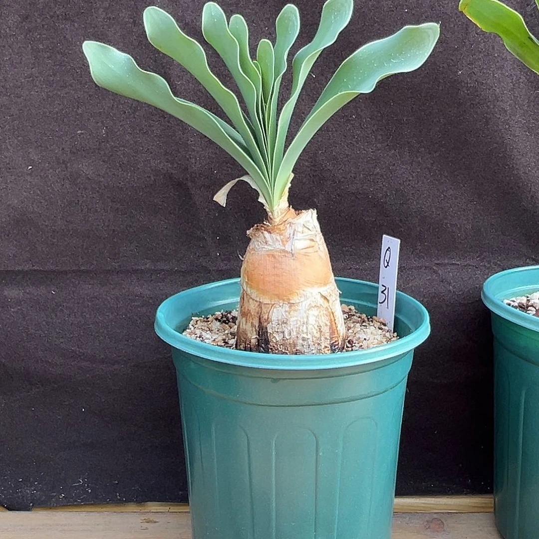 产地巨凤之卵，养定Q31