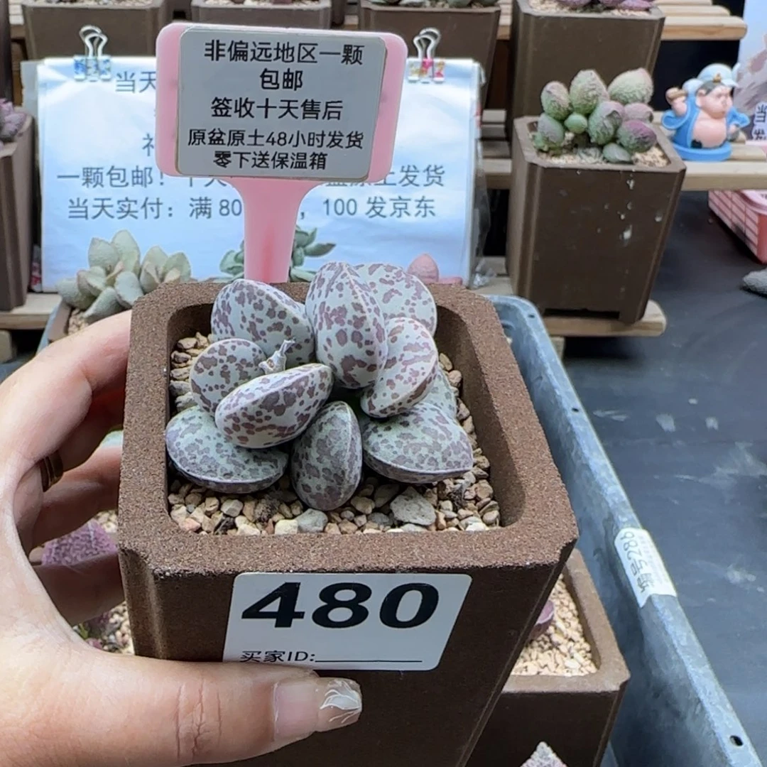 480巨型花旦多肉植物