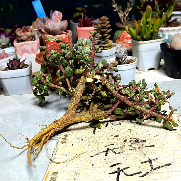 满9元包邮，，雅乐之舞老庄大颗无售后