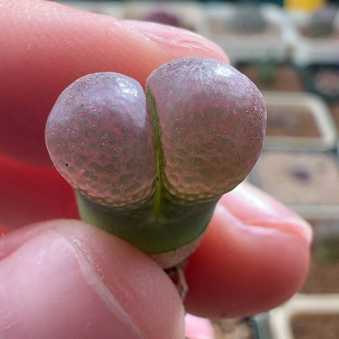 H***a340/优选1802。粉豆豆