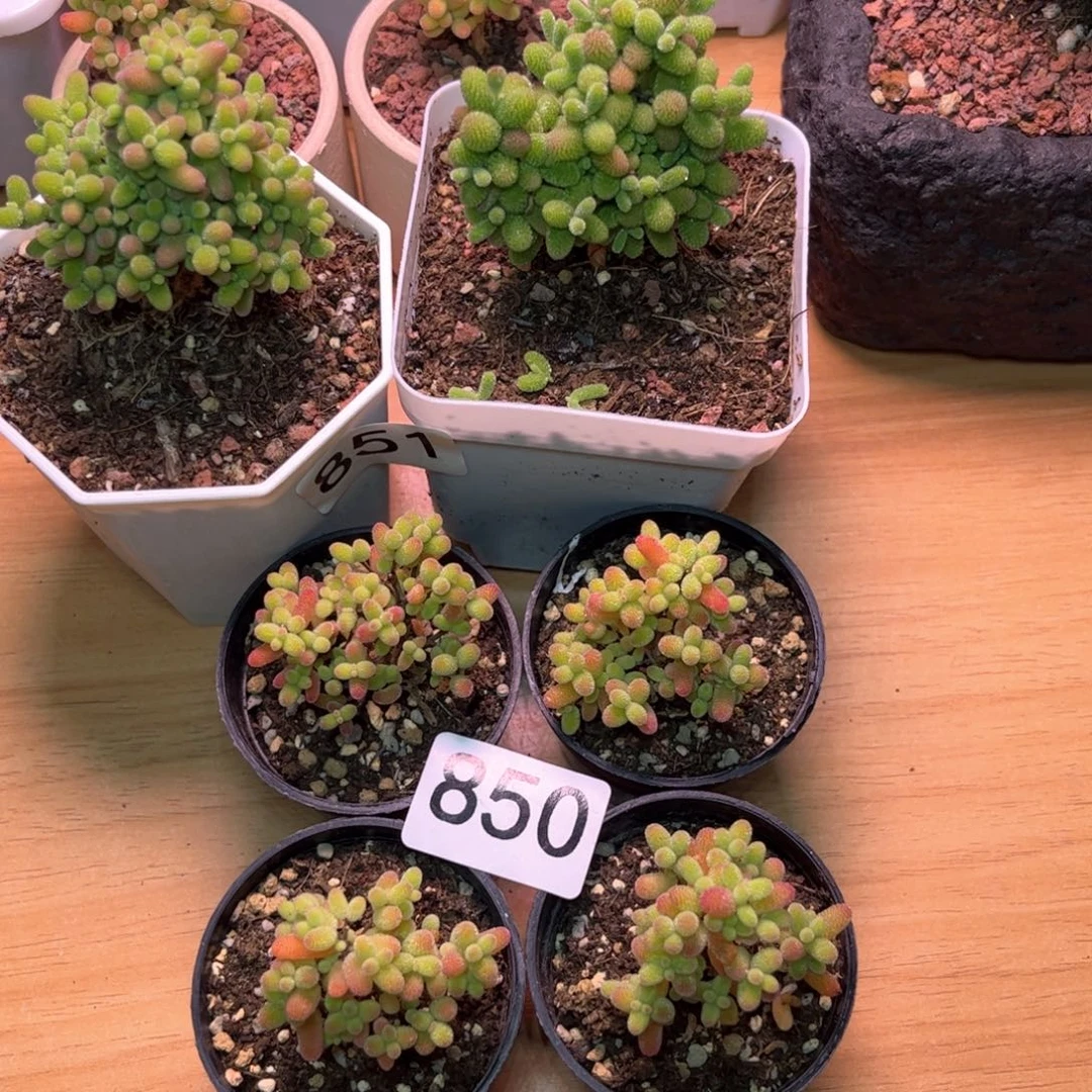 850金桔四颗福利