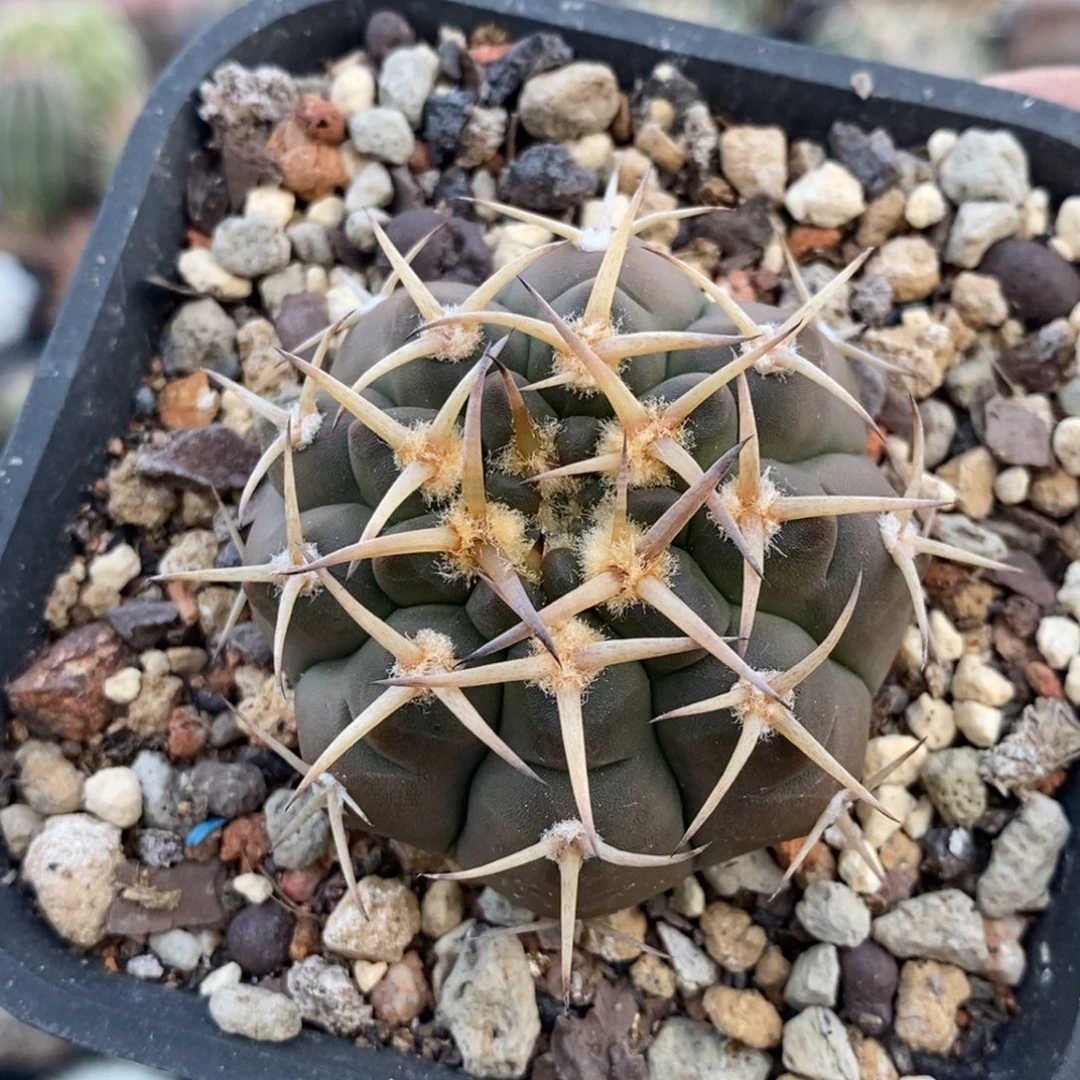 植播园艺豪刺守殿玉