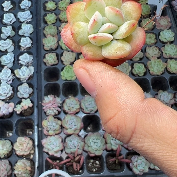 麦秆优选下排 满10颗包邮