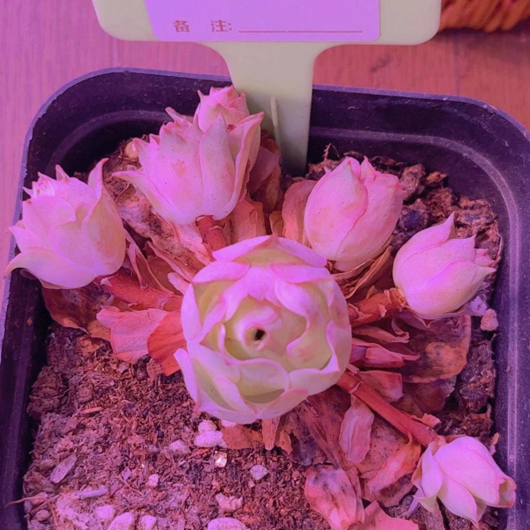 024山地玫瑰多头