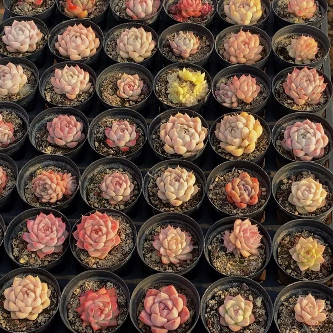 562点人气爆棚的