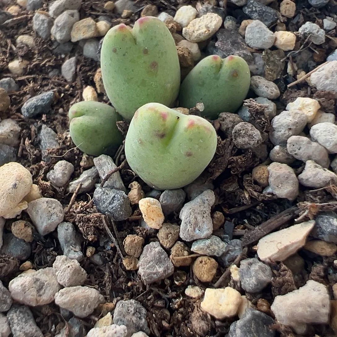 34号小型皮卡丘12.8多肉