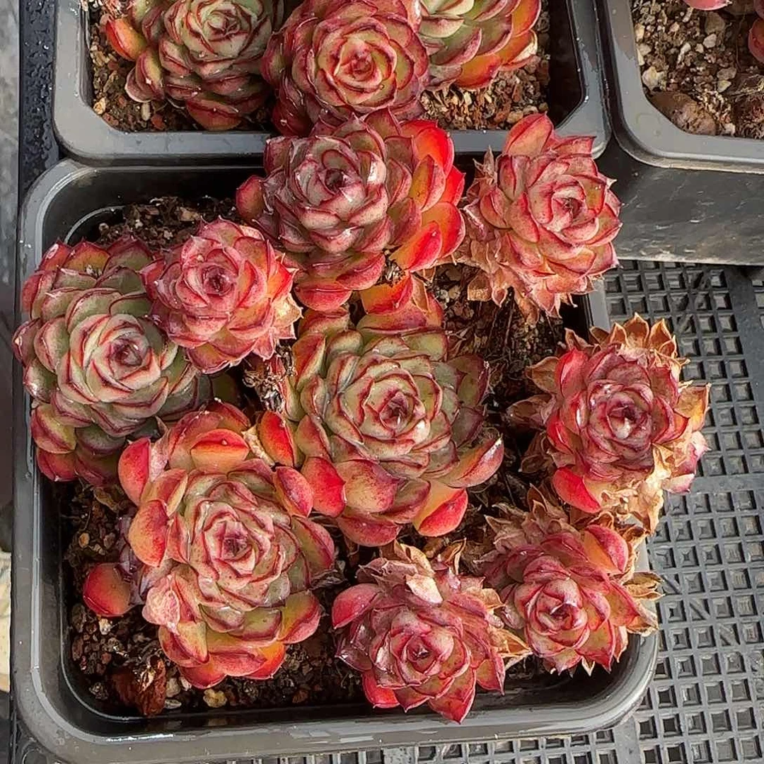 从前慢花园精选0124-萤火虫