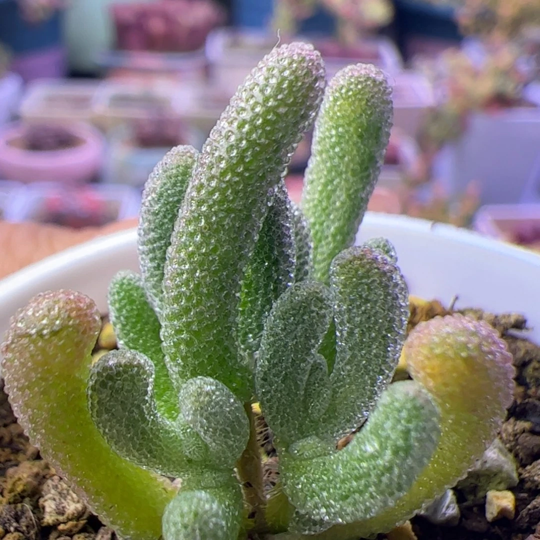 多肉植物枝干白闪光