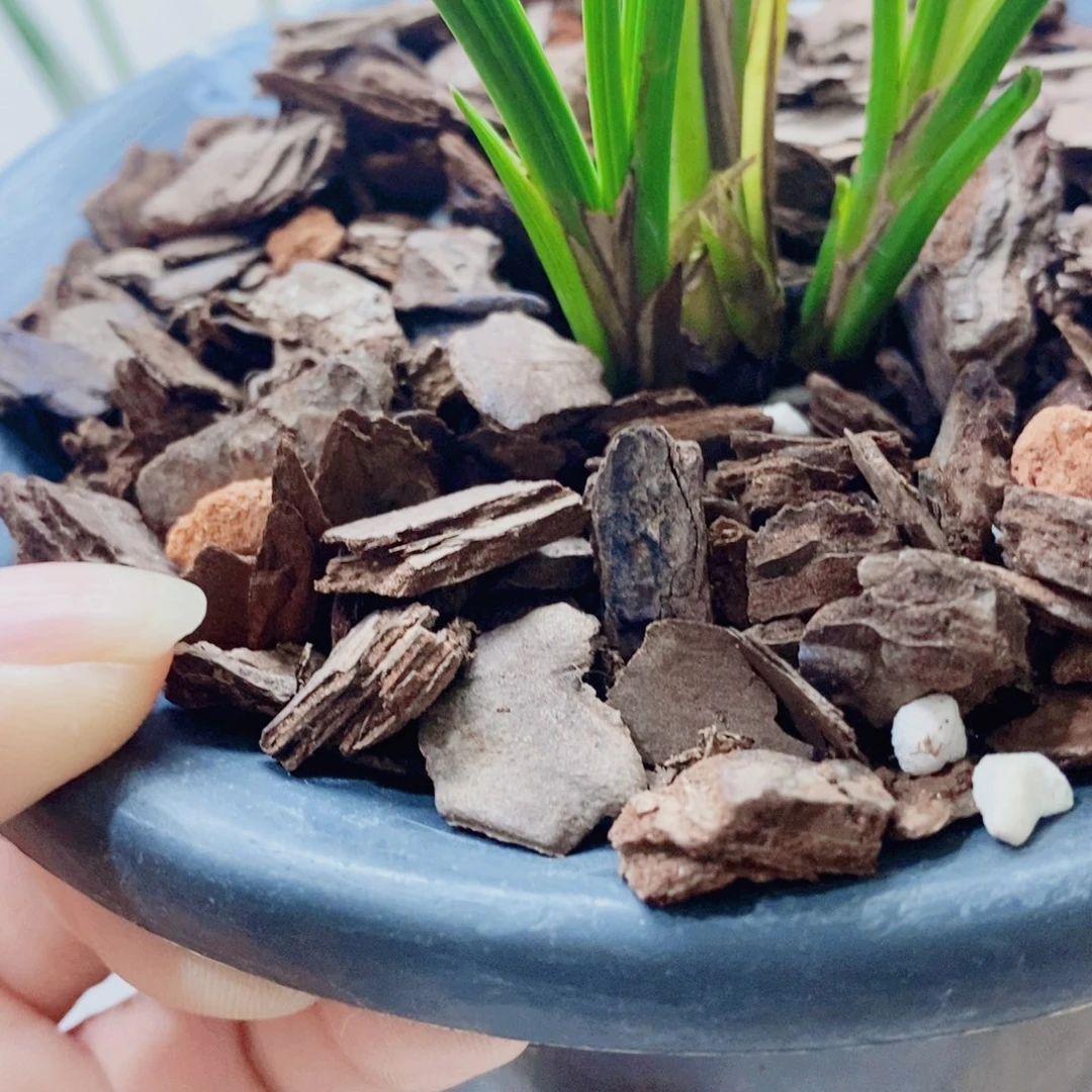 骏***马当前无花栽培后可以开花