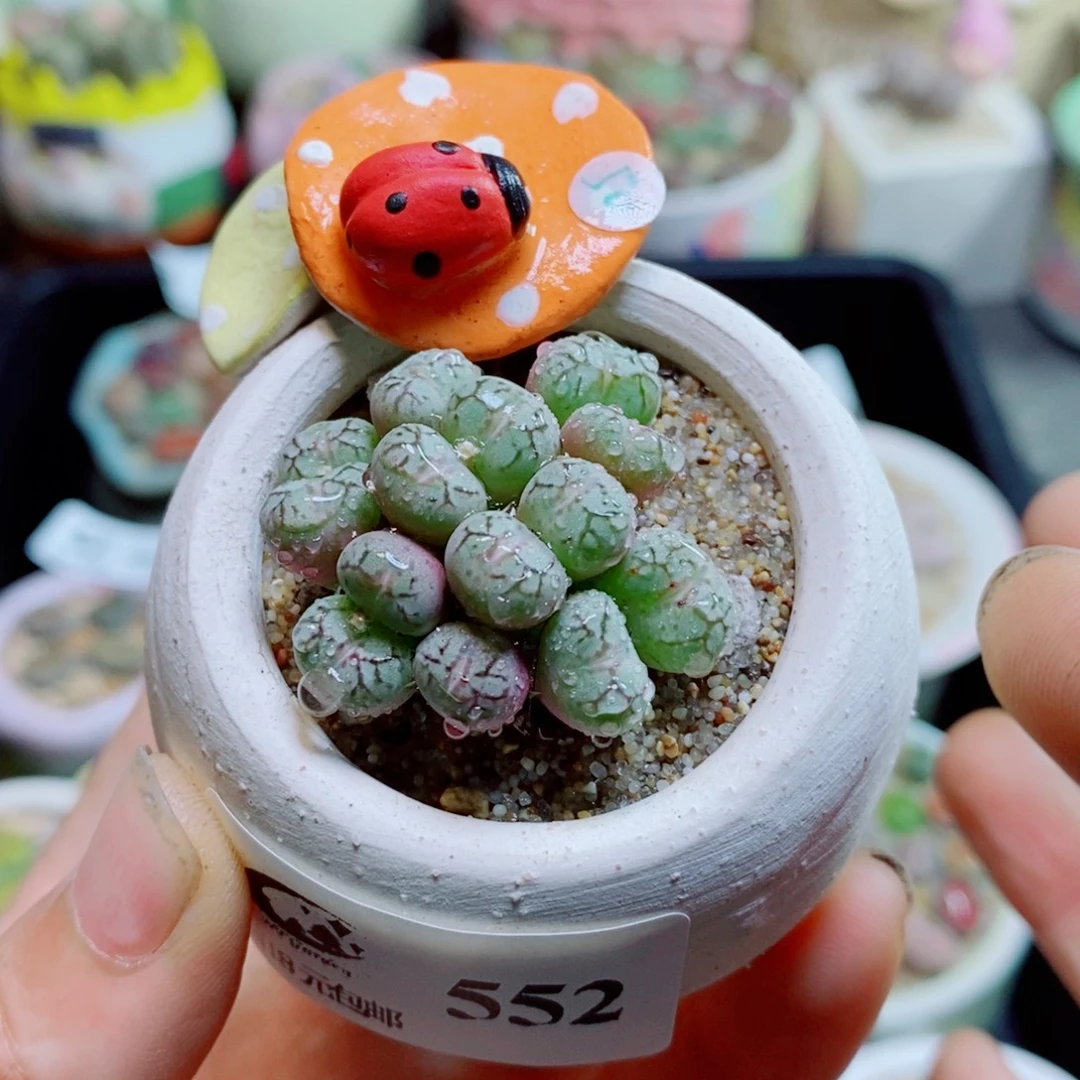 生石花花花花花花552