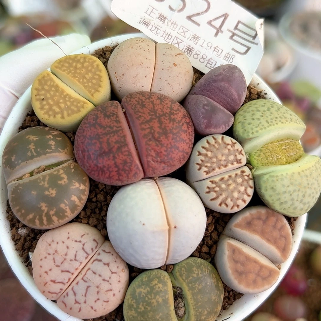 好养易活生石花大母本8524