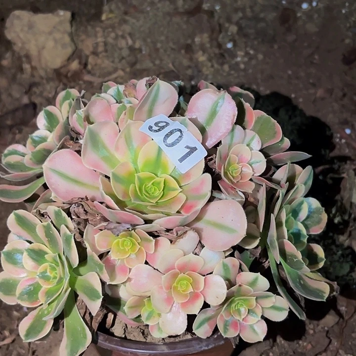 901红袖多肉植物不售后