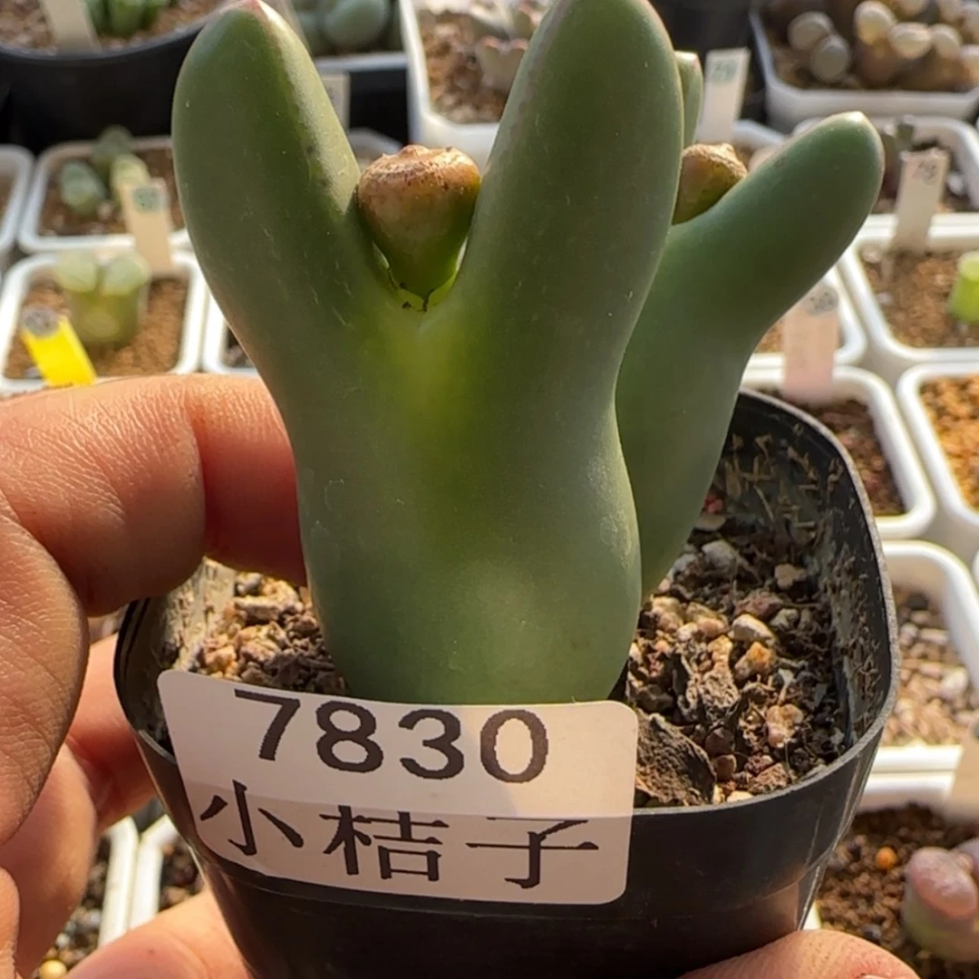 【闪购商品】再****@7830