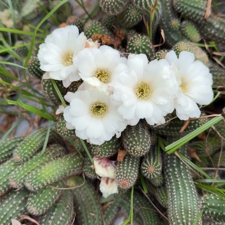 矮胖白檀仙人掌1079侧芽一个