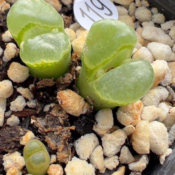 119号双11福利不代表平时价格