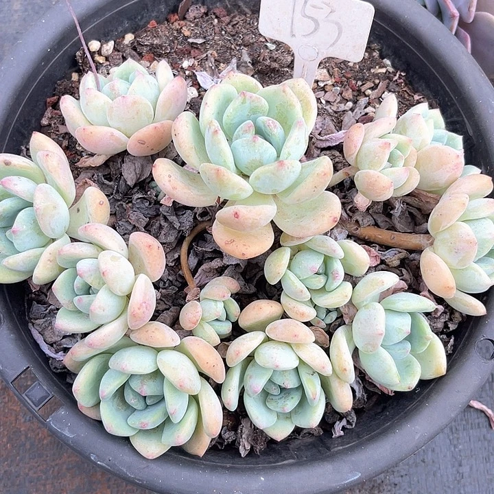 晨语多肉，一物一拍望酥153