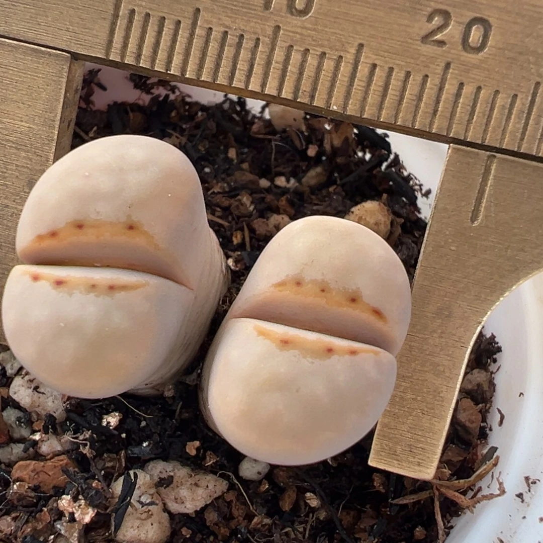 粉嘴母本带盆多肉植物