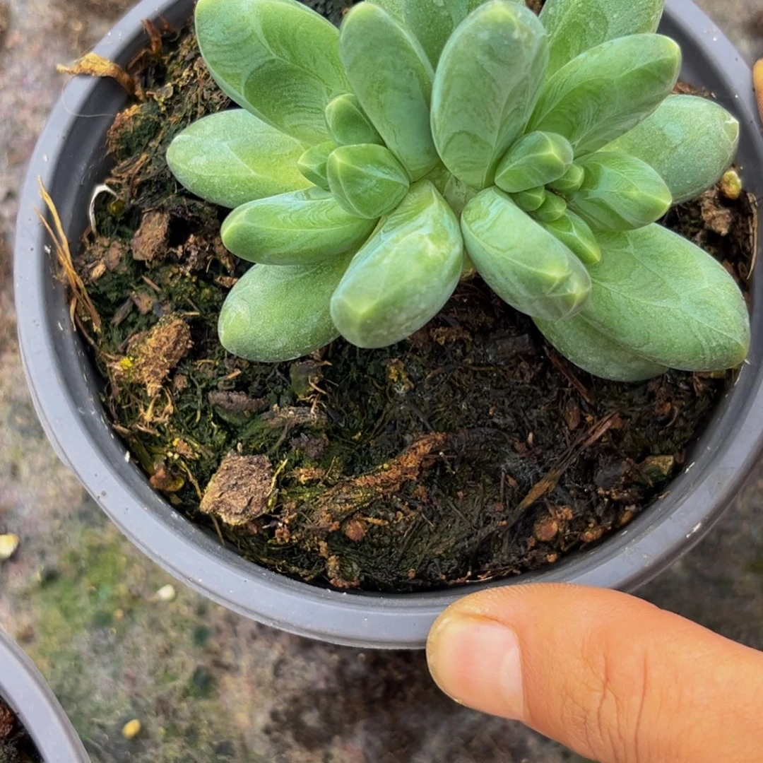 蛋***苏大哥的多肉植物群生