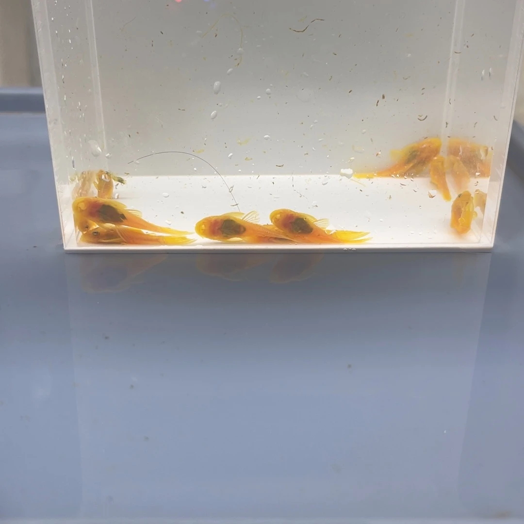 清道夫鱼小胡子10条开箱视频报损