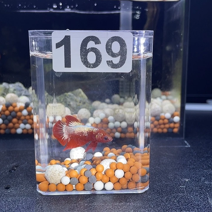 斗鱼越南星尾FCCP血红将军公