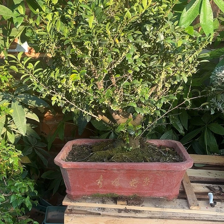 搞***葩无花朵哈哈哈哈哈哈